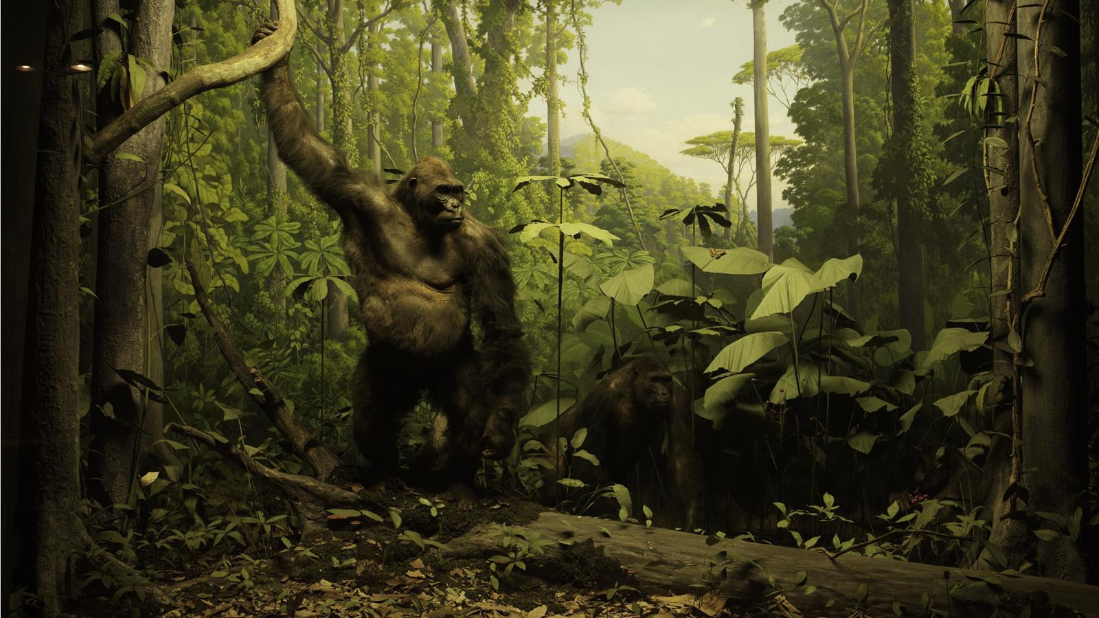 Two gorillas in the gorilla diorama.