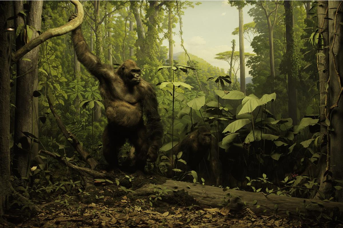 Two gorillas in the gorilla diorama.