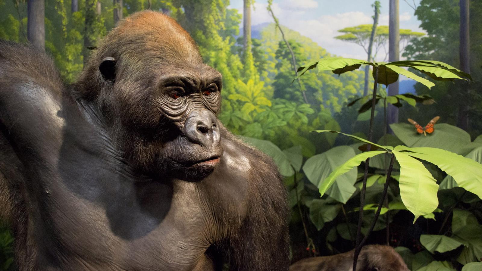 A close-up of one of the gorillas in the diorama that was restored.