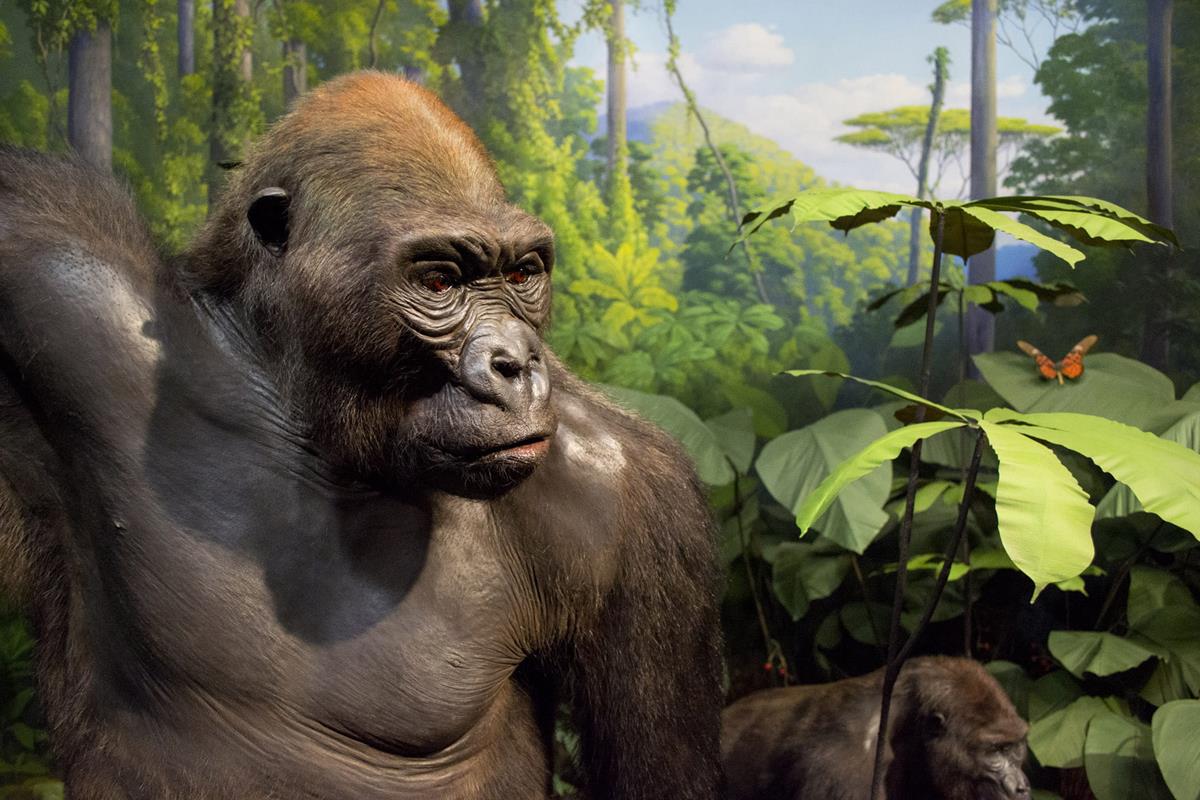 A close-up of one of the gorillas in the diorama that was restored.