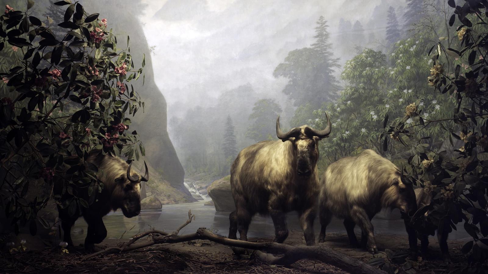 The Takin Diorama