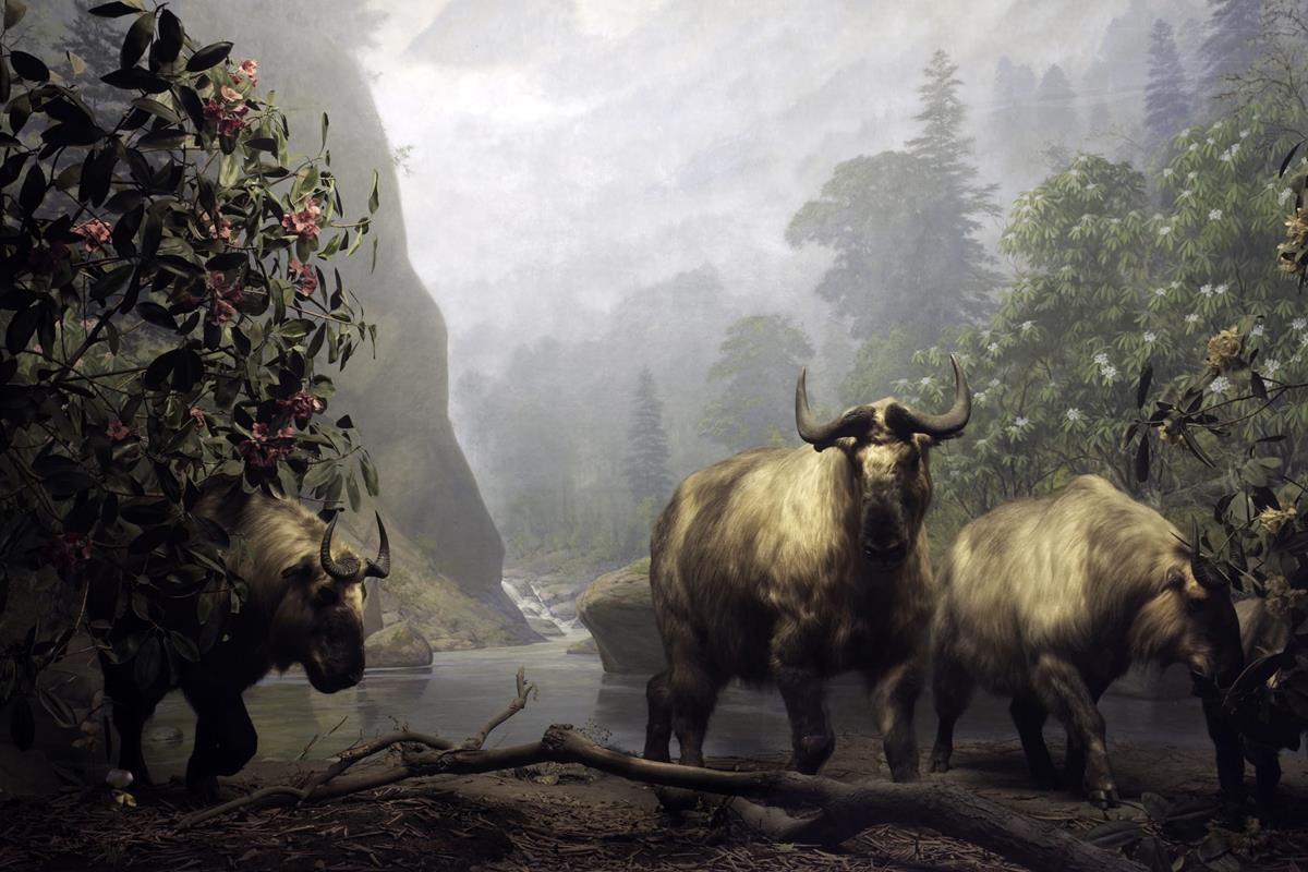 The Takin Diorama