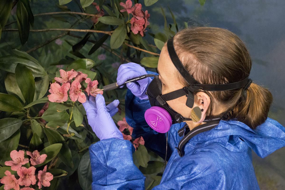 A staff member is cleaning a diorama.