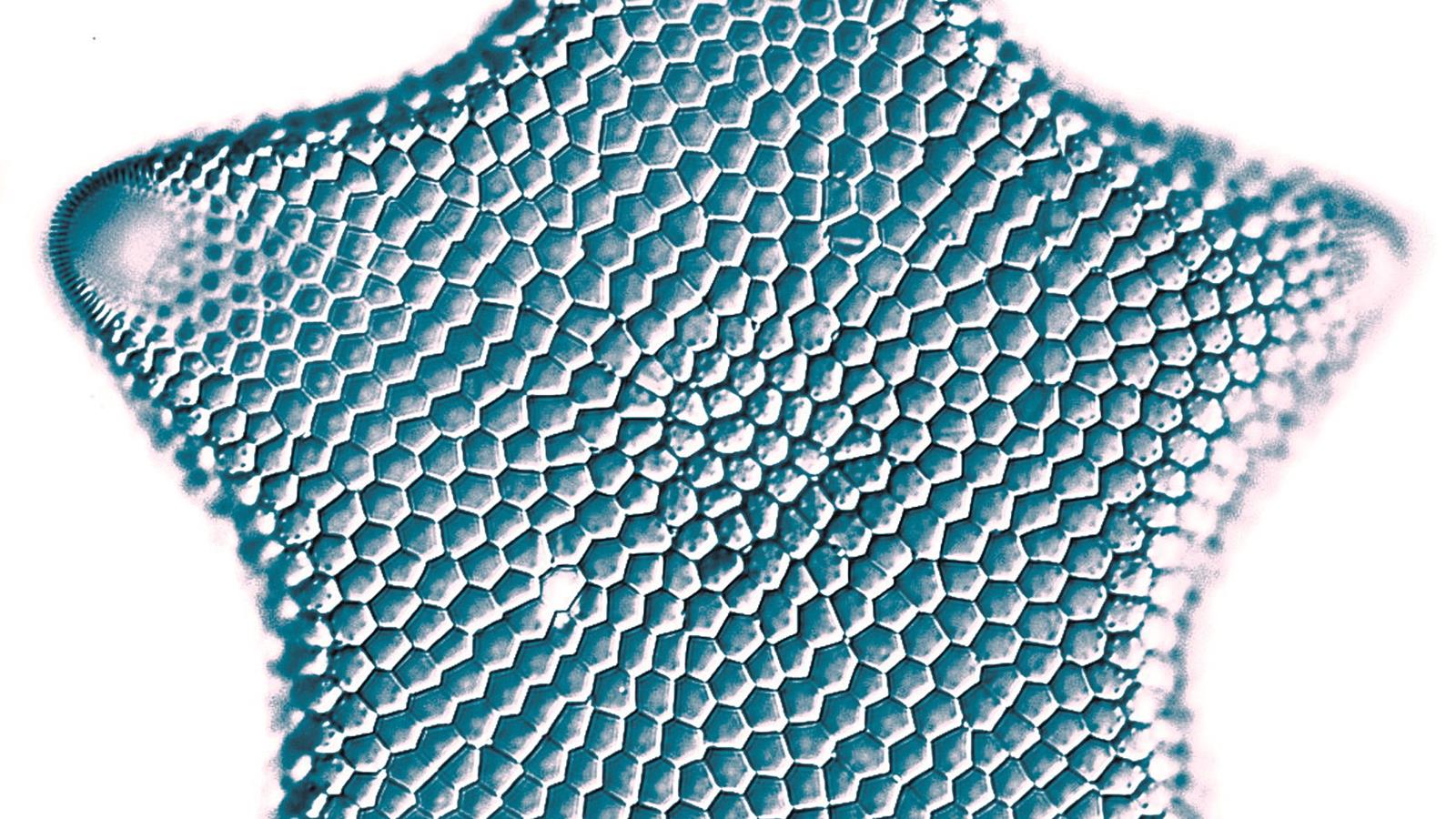 star diatom