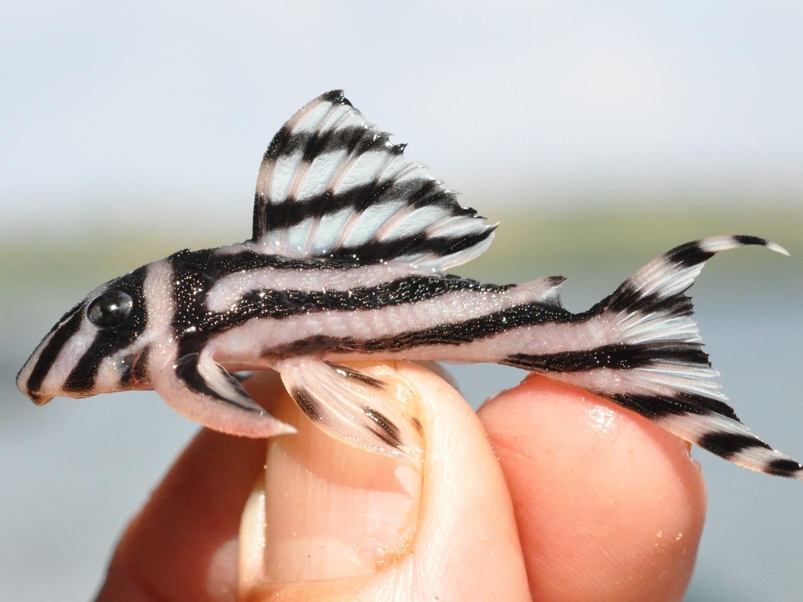 A black and white fish being held by fingers.
