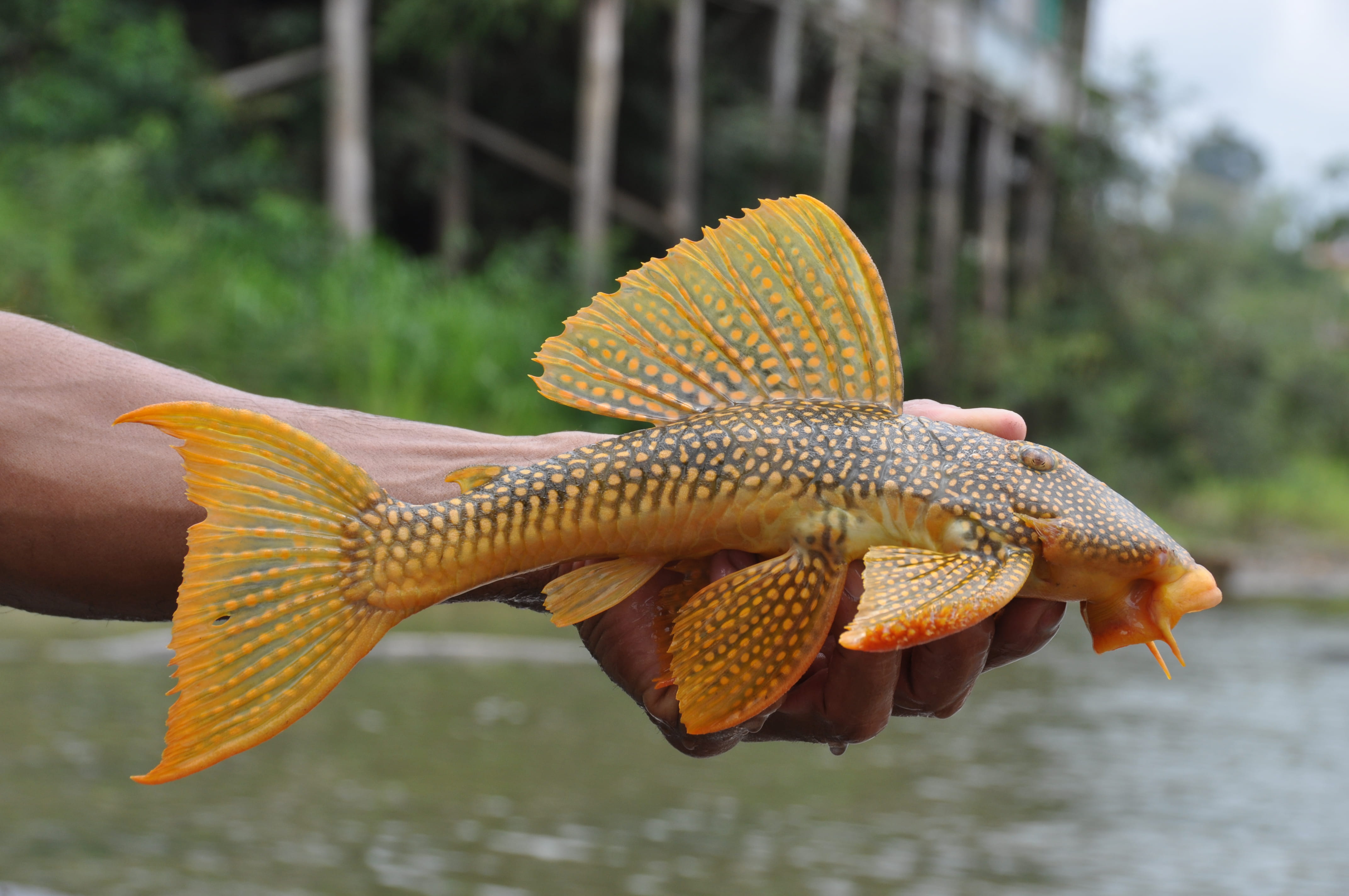 A scientist holding a yellow fish over a river.
