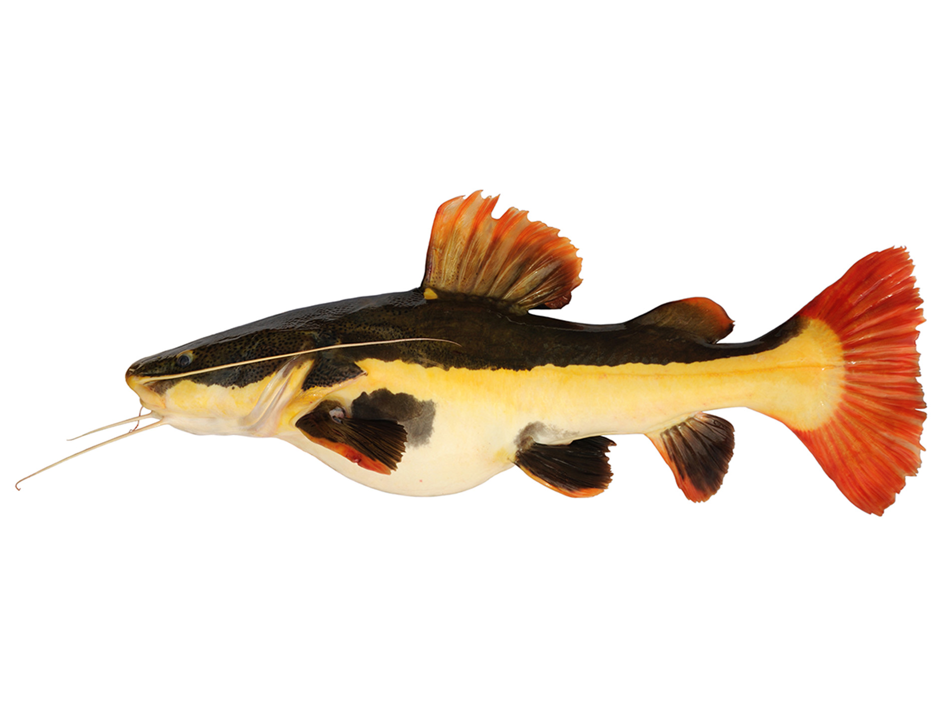 An image of a Redtail Catfish.