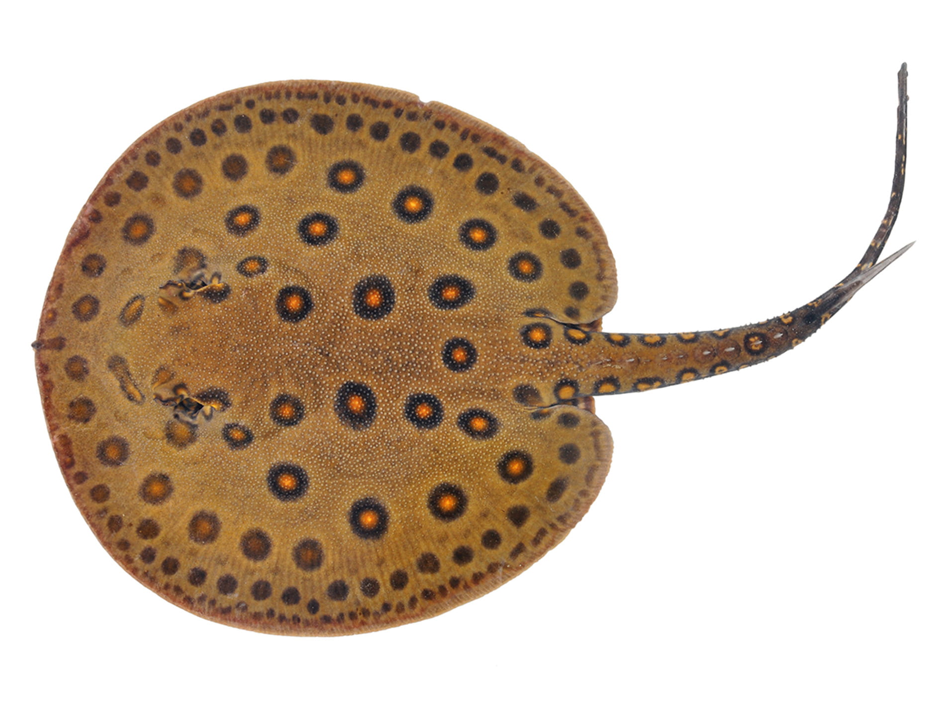 A topdown view of an Ocellate River Stringray