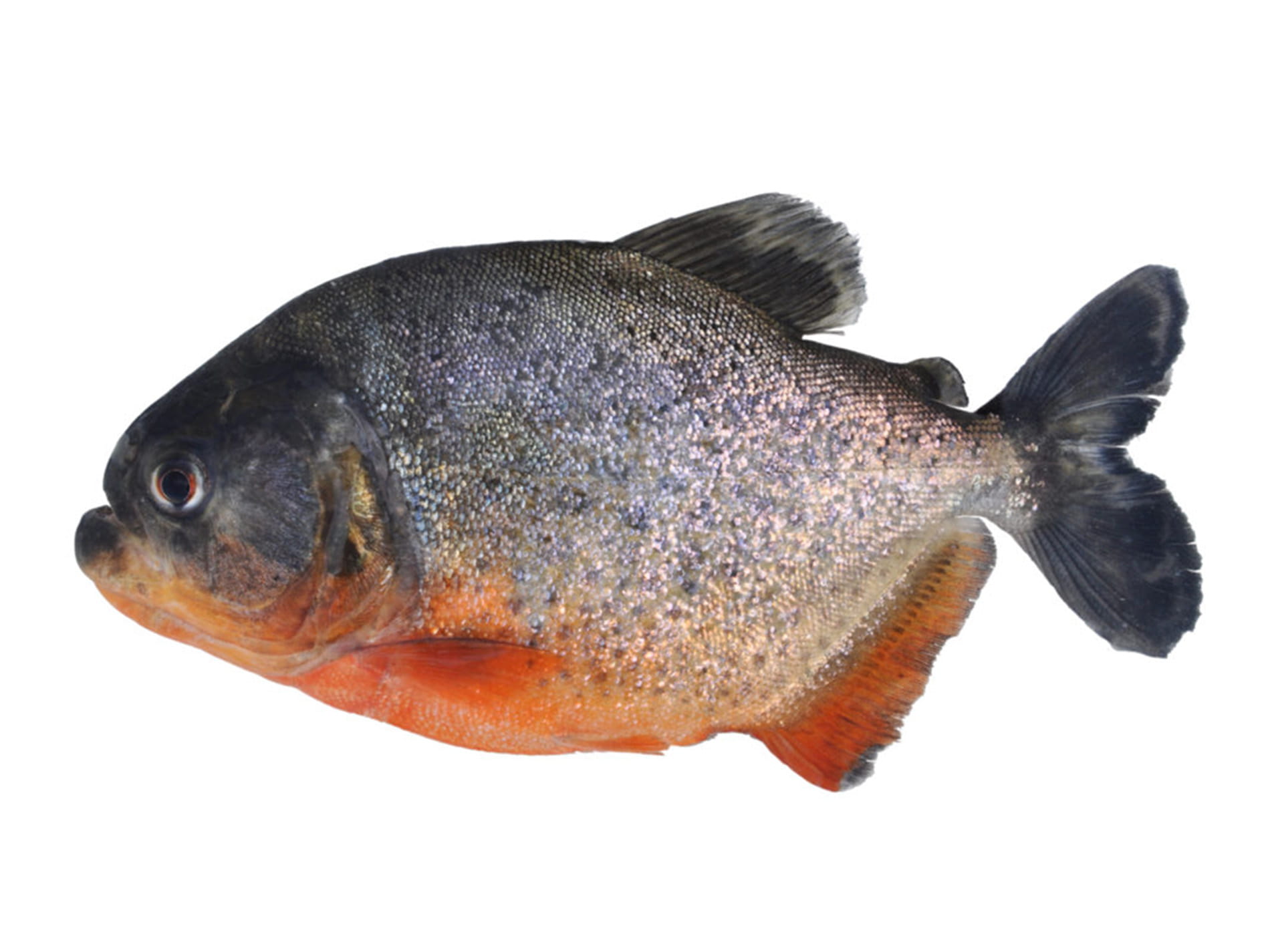 An image of a fish on a white background.