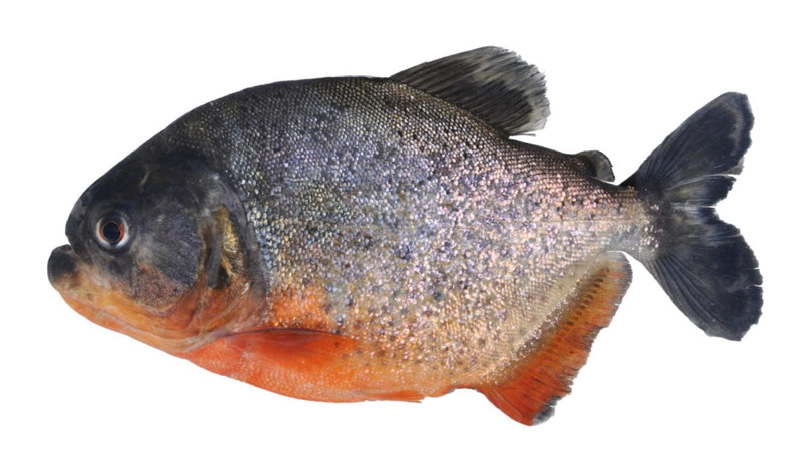 An image of a fish on a white background.