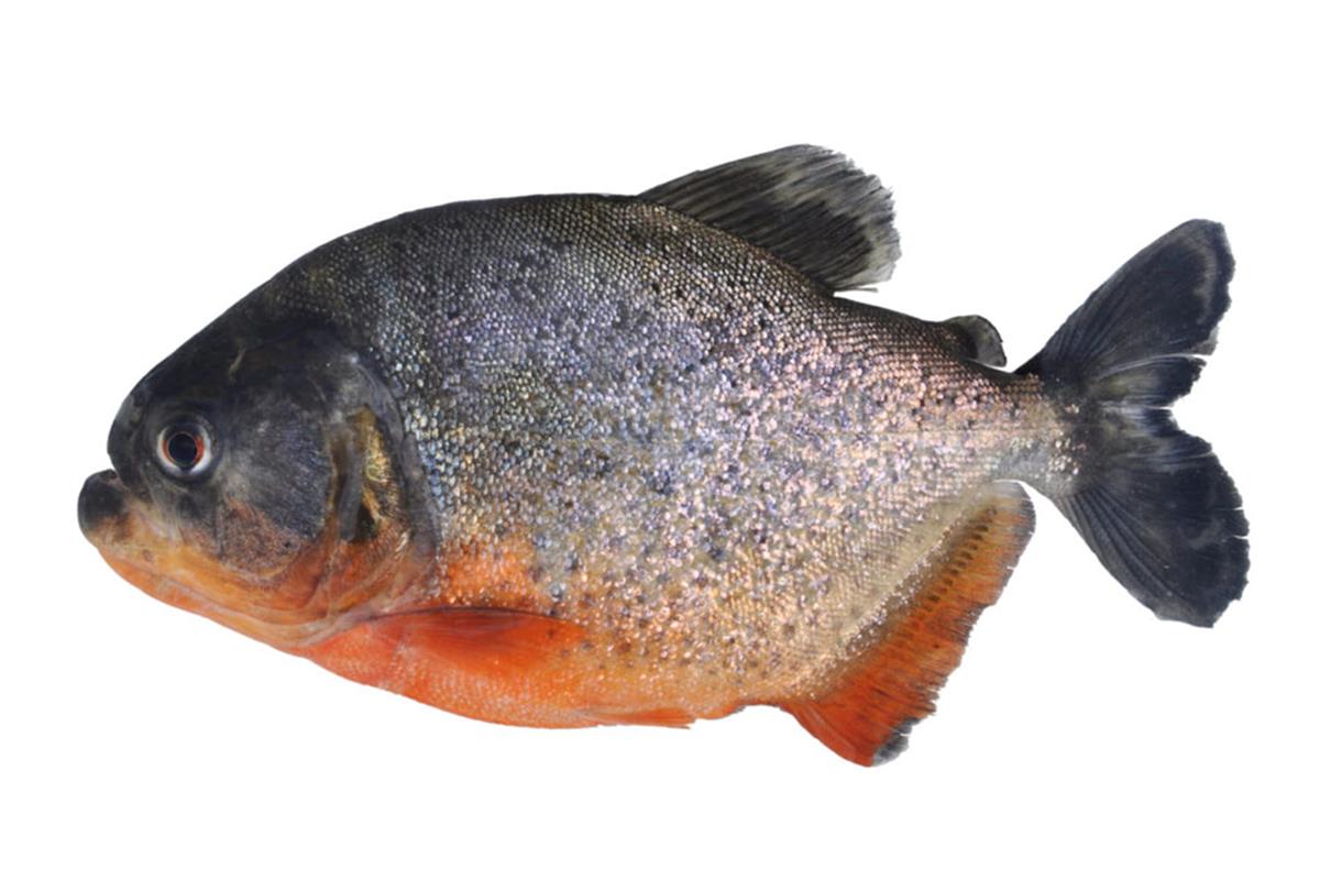 An image of a fish on a white background.