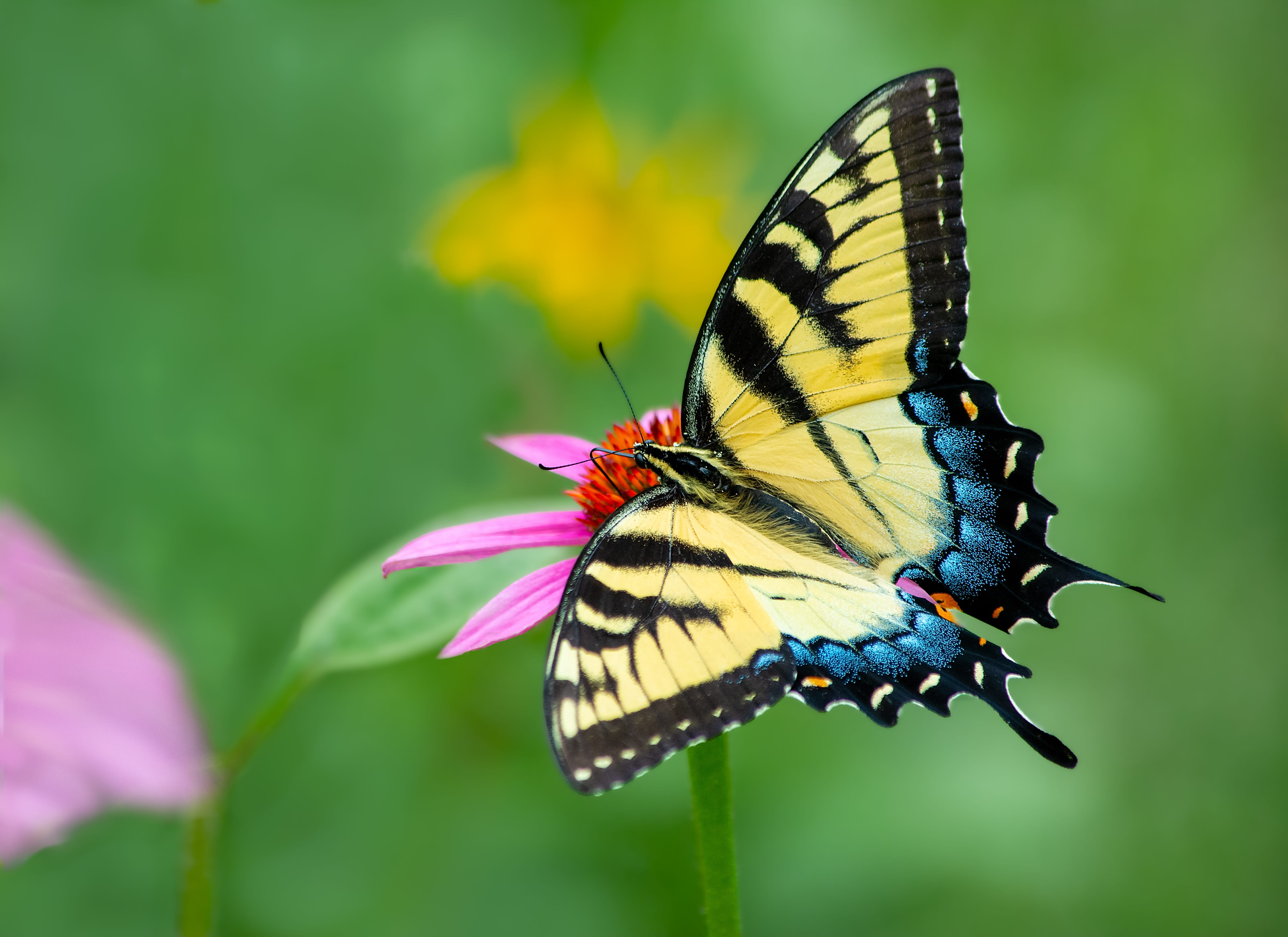 A yellow butterfly on a pink flower.