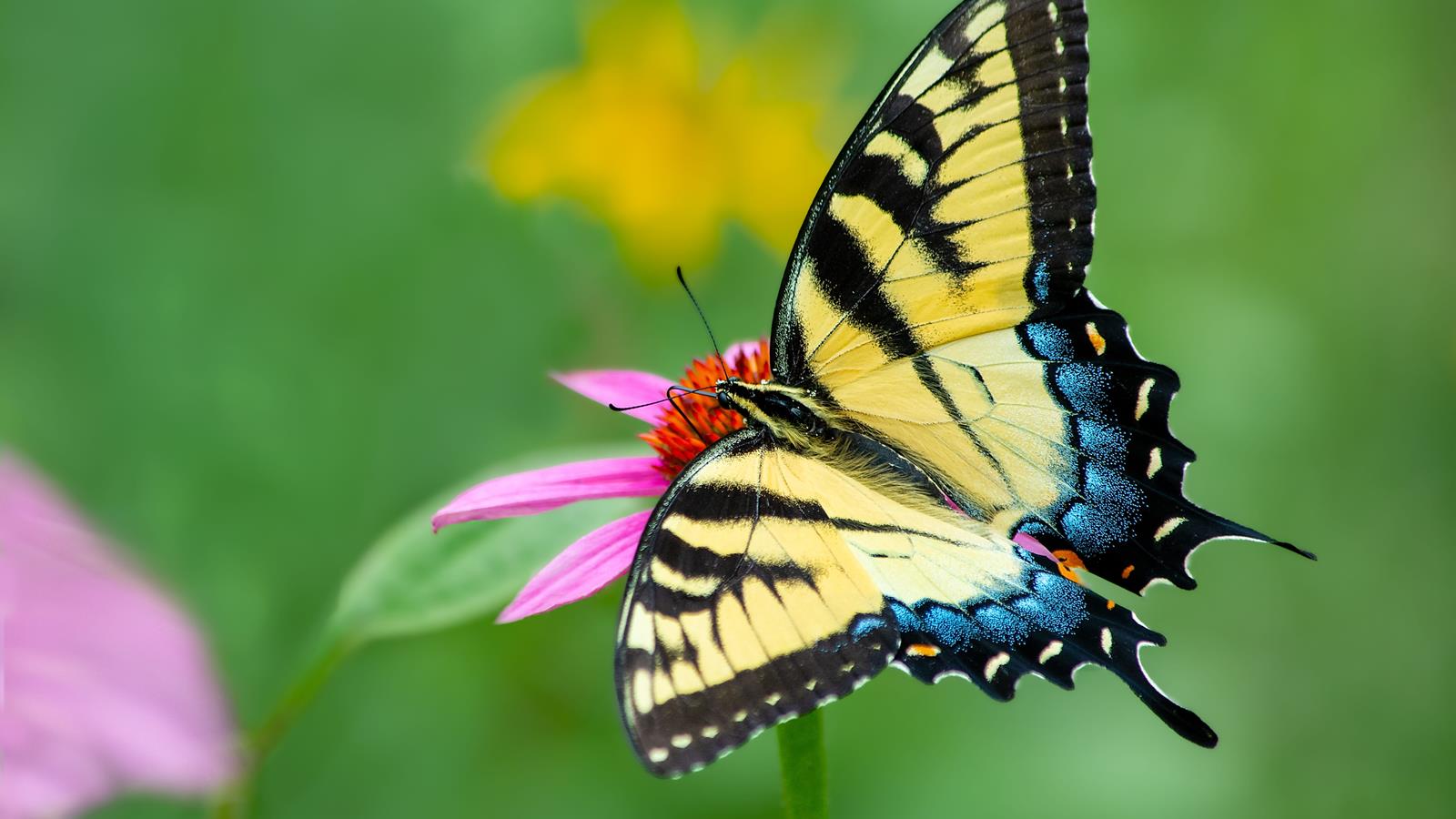 A yellow butterfly on a pink flower.
