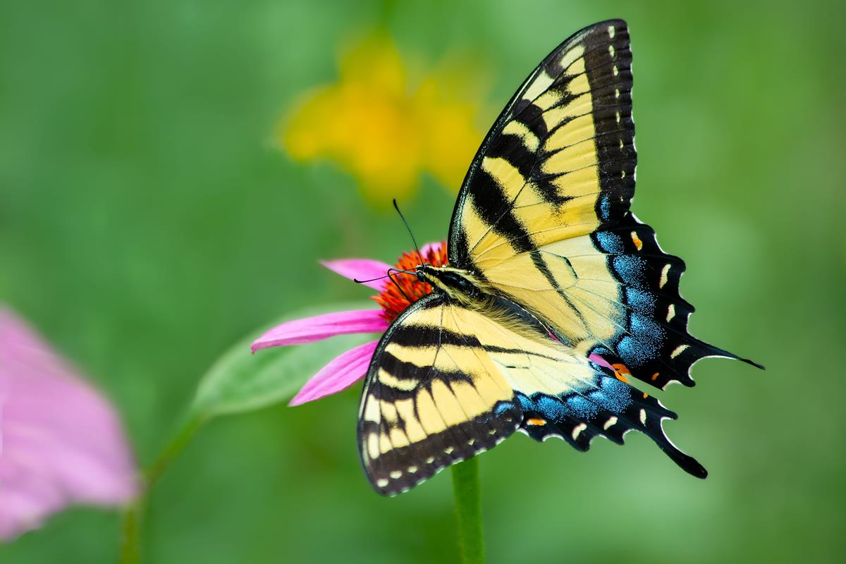 A yellow butterfly on a pink flower.