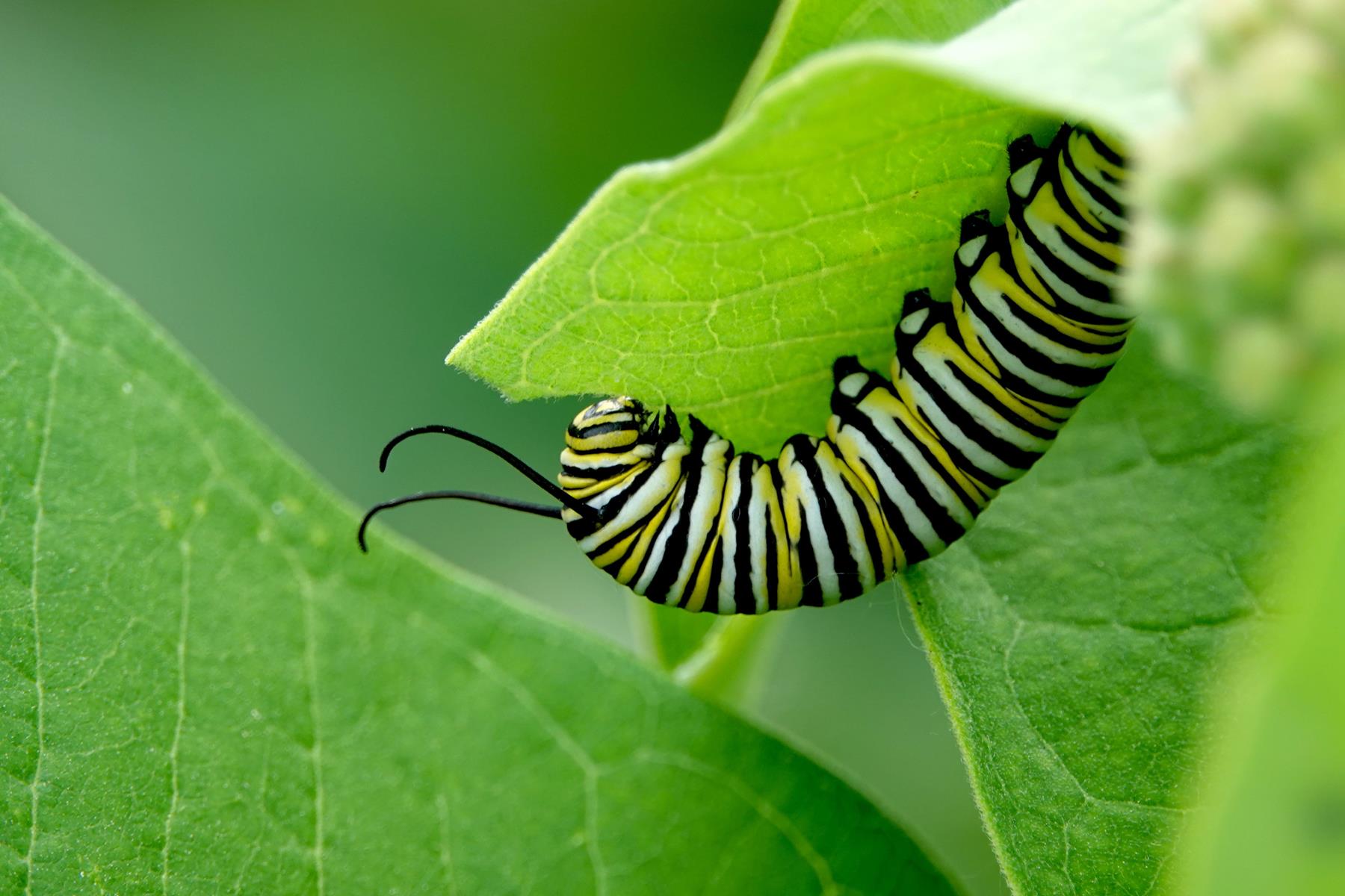A yellow, white, and black caterpillar eating a leaf.
