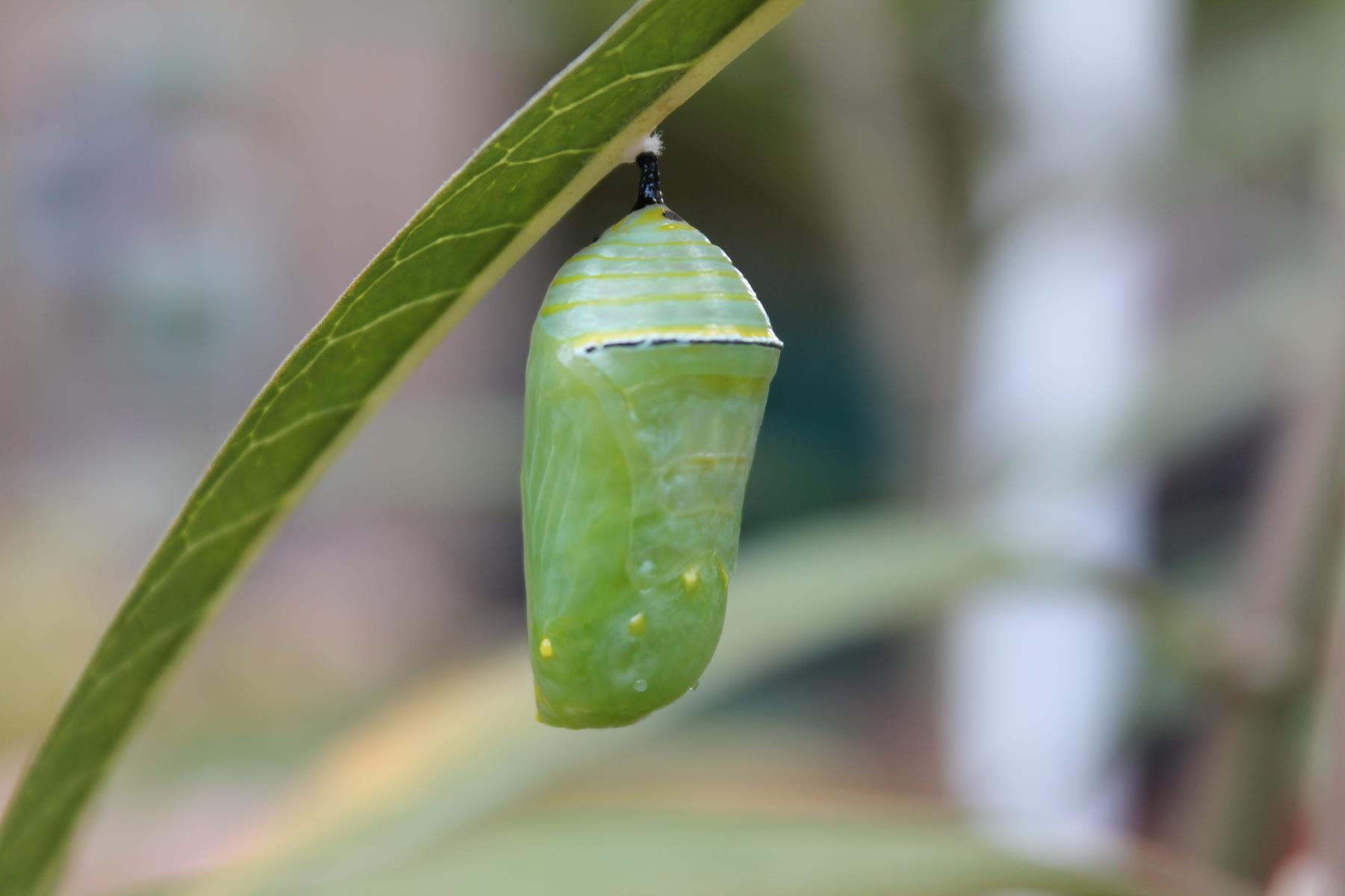 A chrysalis hanging on a leaf.
