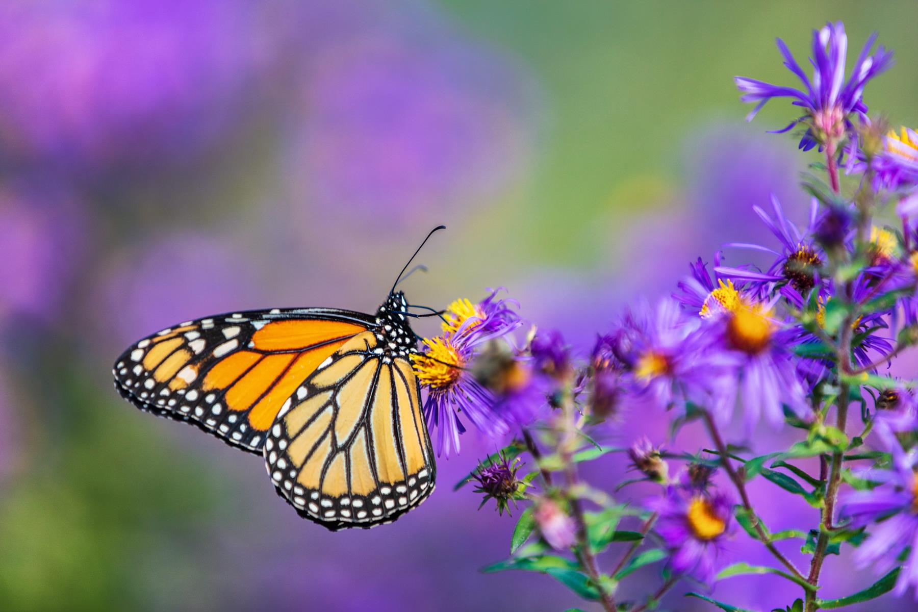 A monarch butterfly on a purple plant.