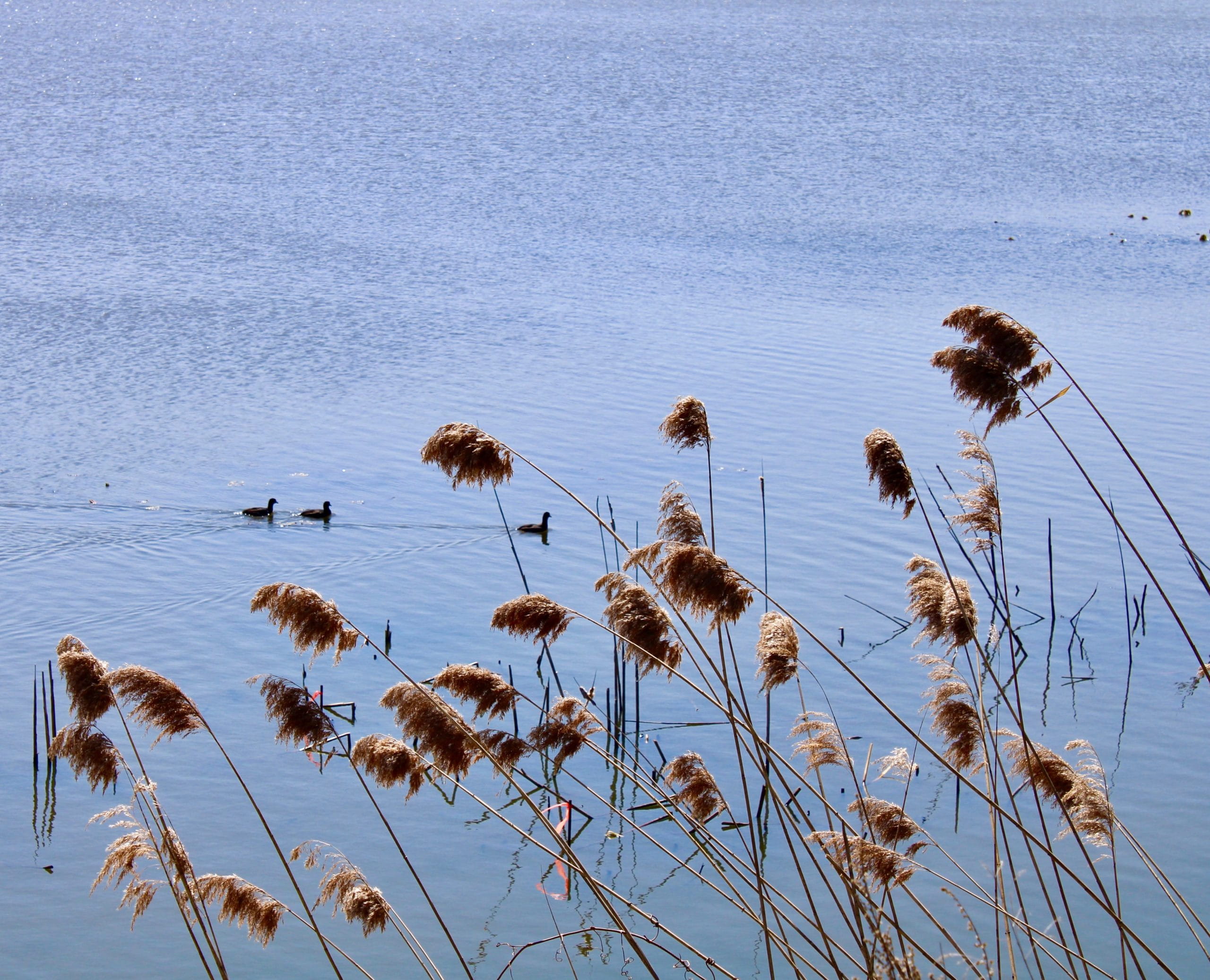 three grey birds swimming with reeds in the foreground