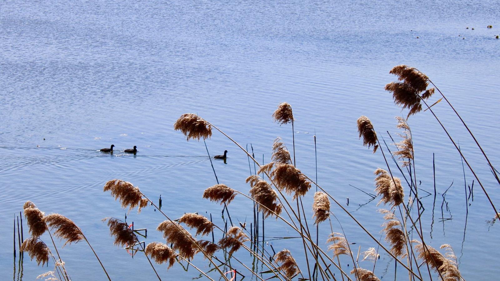 three grey birds swimming with reeds in the foreground