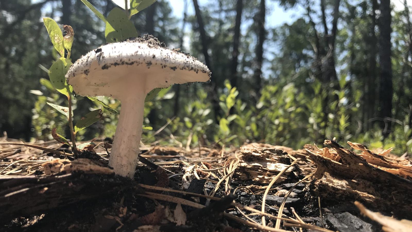 A mushroom in a forest.