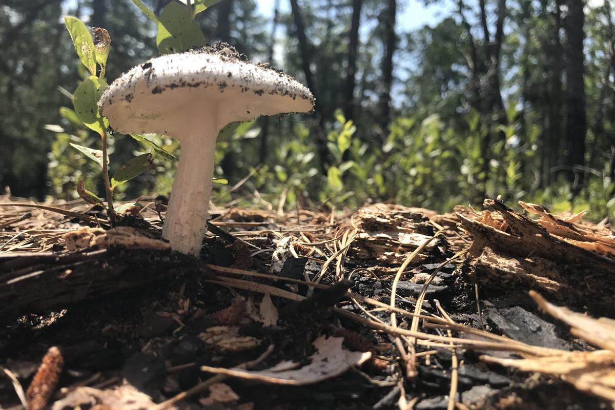 A mushroom in a forest.