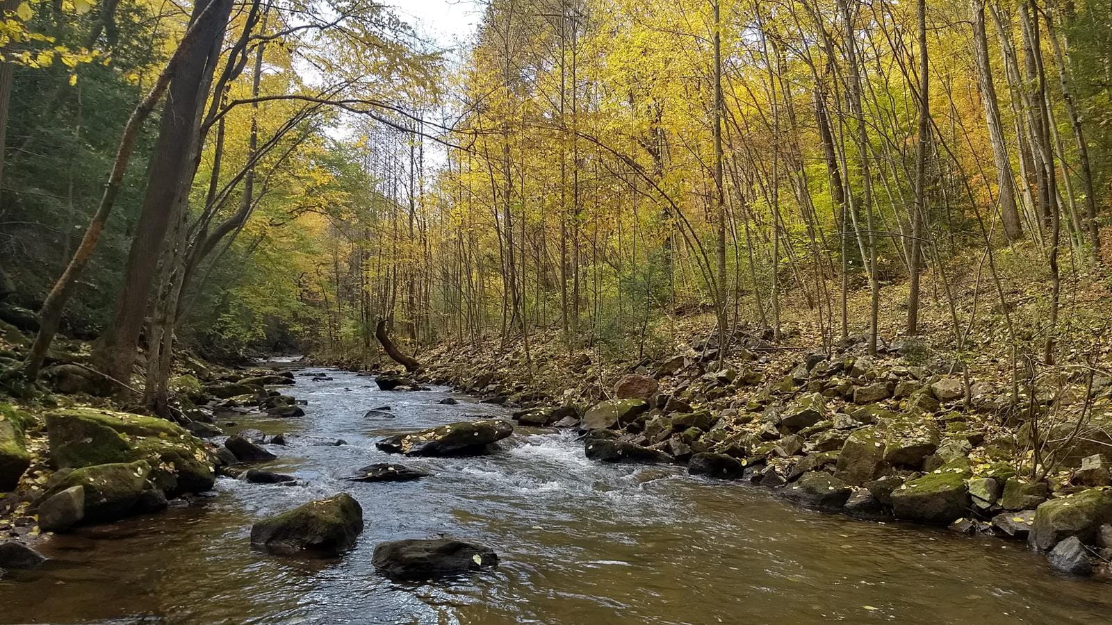 A stream surrounded by trees in the fall.