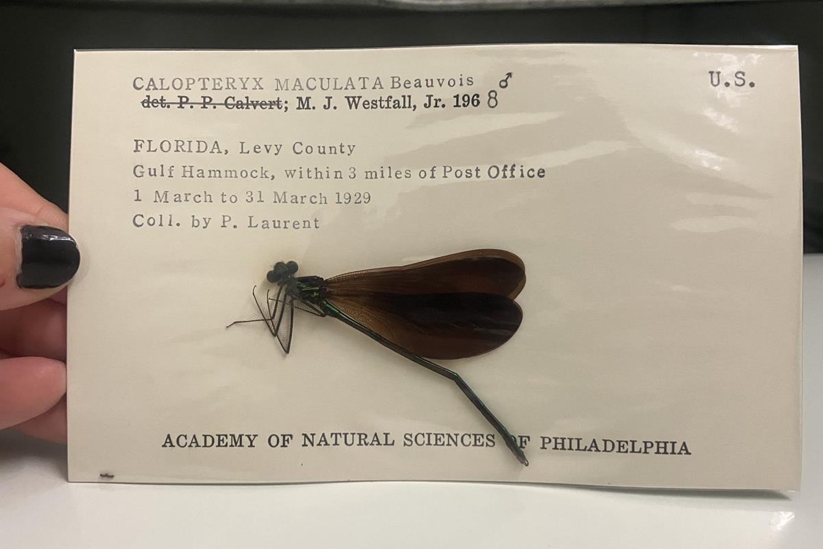 dragonfly specimen