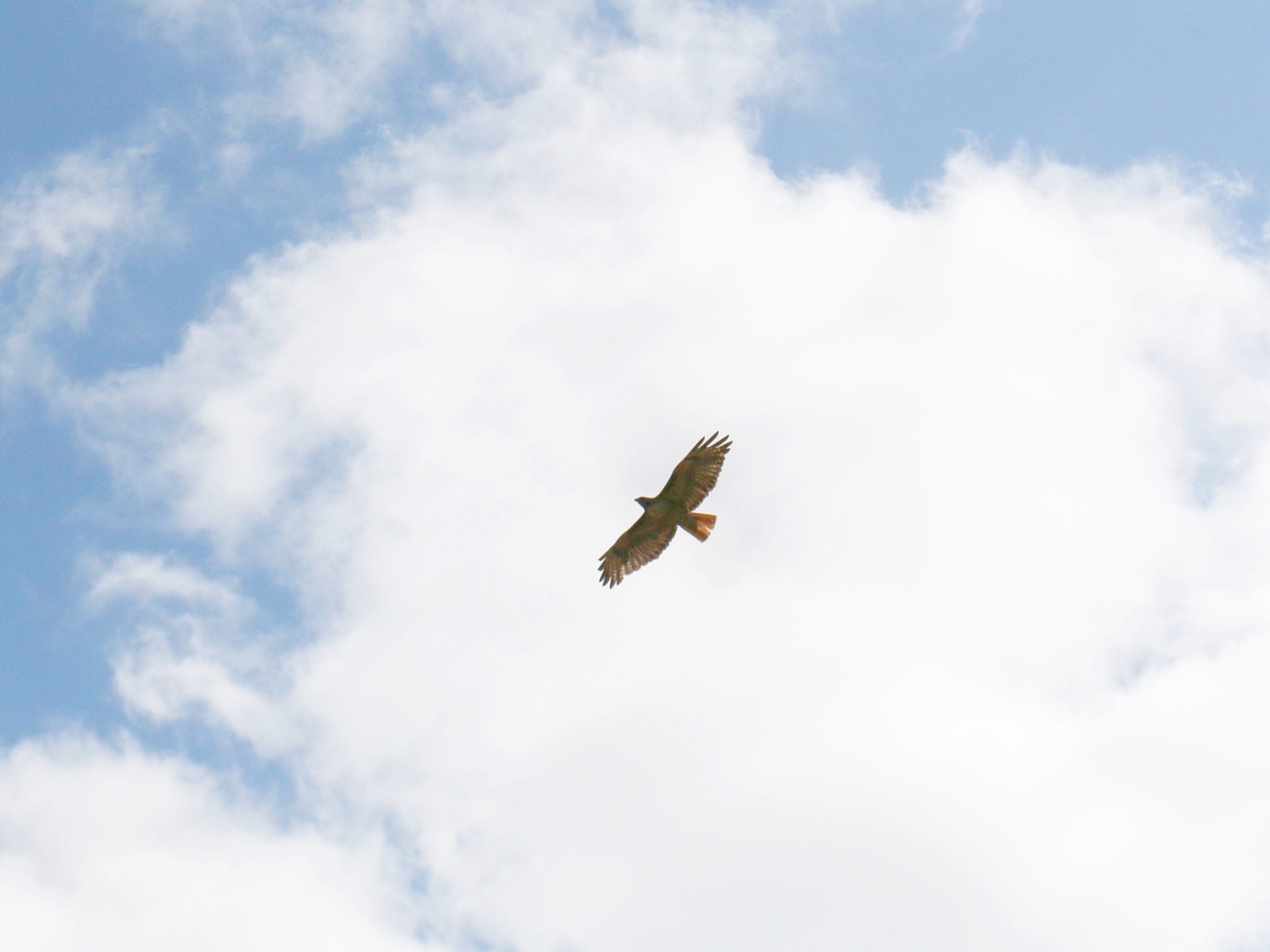 hawk flying high in the clouds