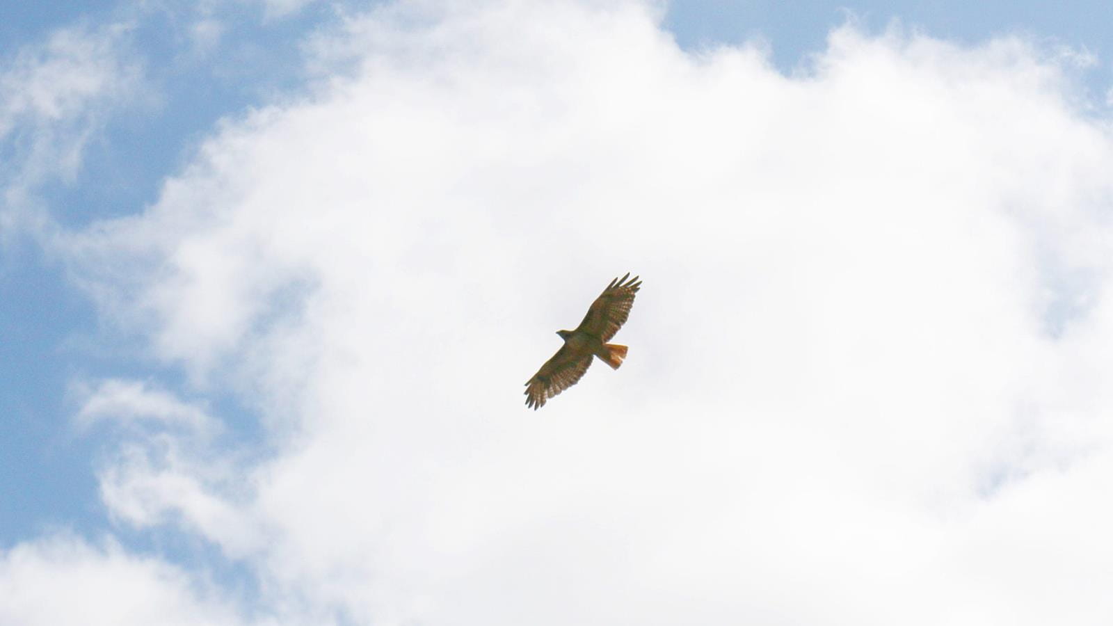 hawk flying high in the clouds
