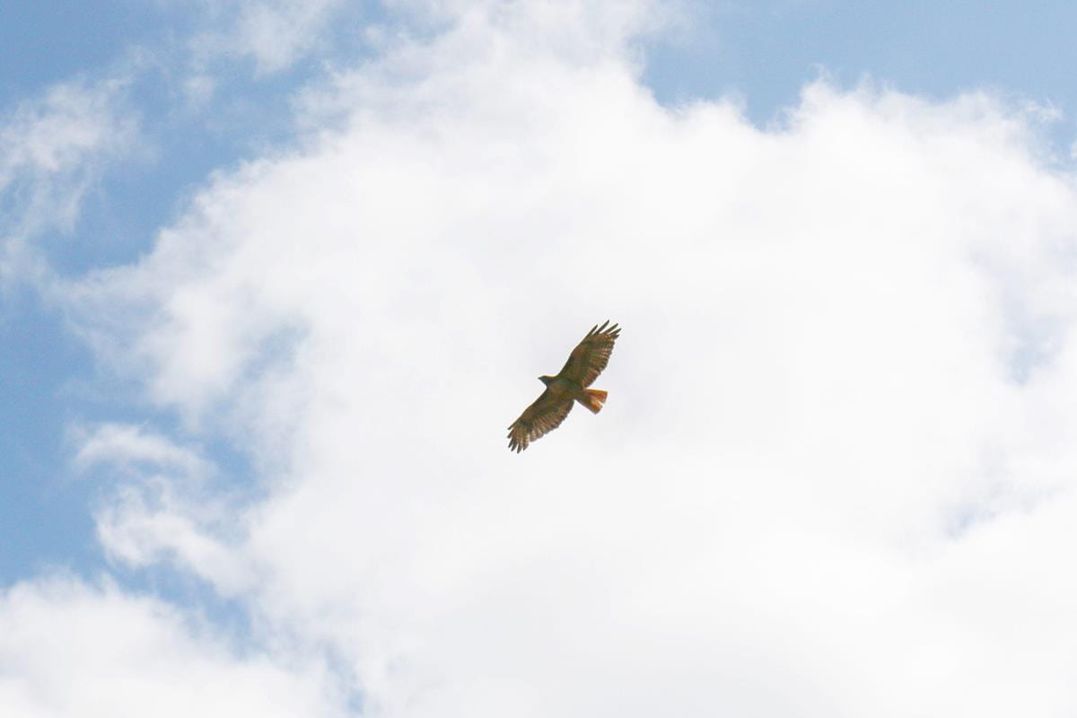 hawk flying high in the clouds
