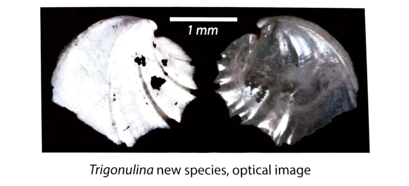 An optical image of a new species of trigonulina.