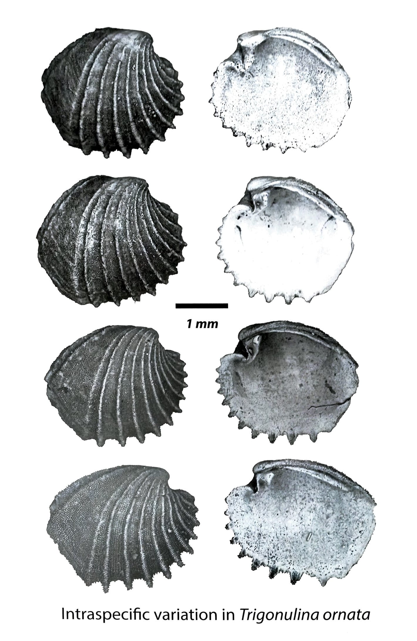 An image showing the intraspecific variation in Trigonulia ornata