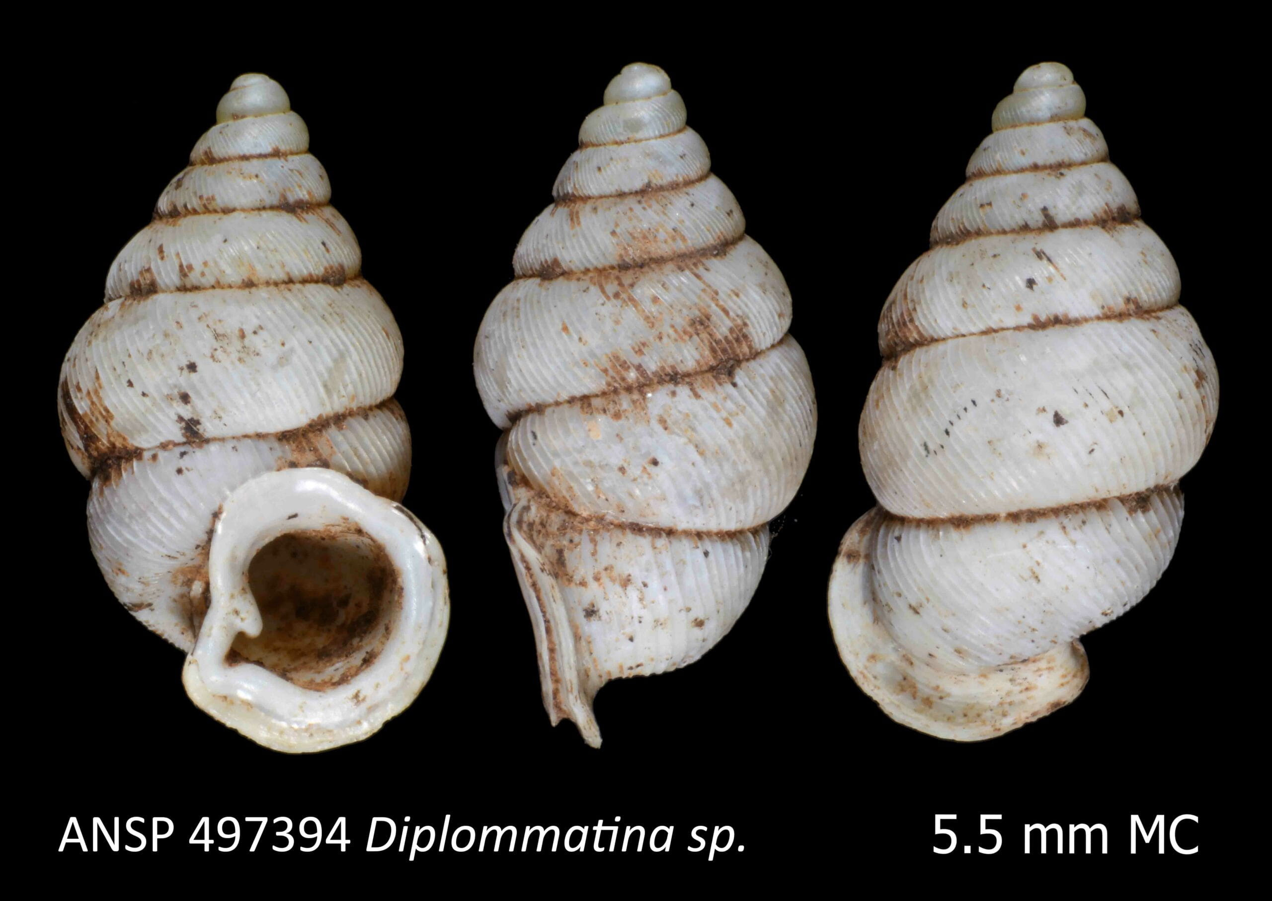 shell depicted from three viewpoints