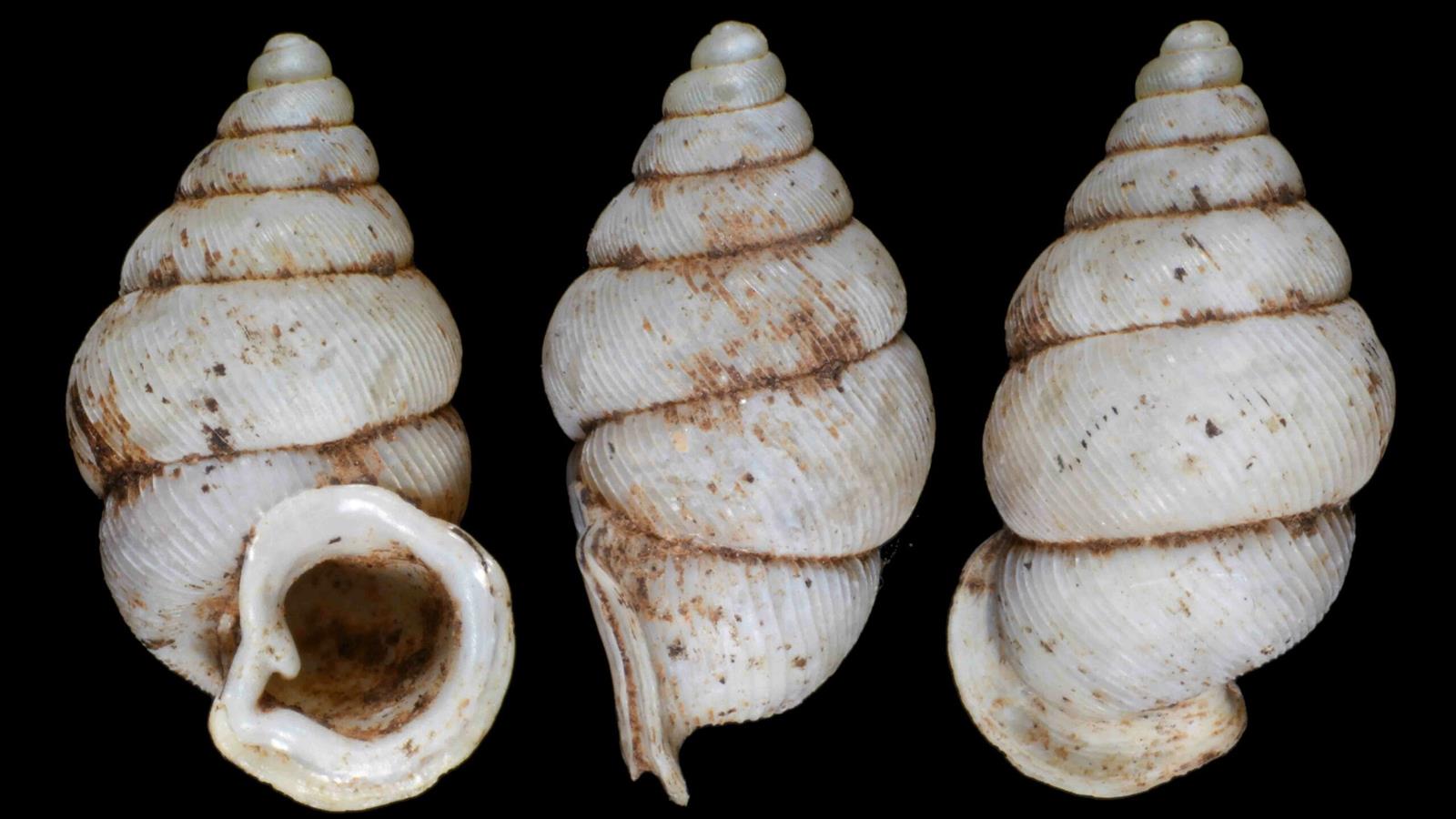 shell depicted from three viewpoints