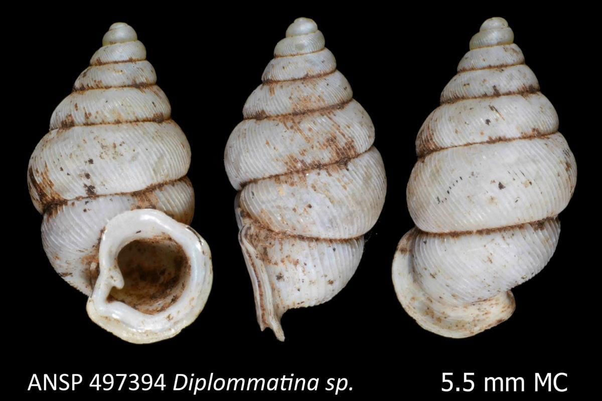 shell depicted from three viewpoints
