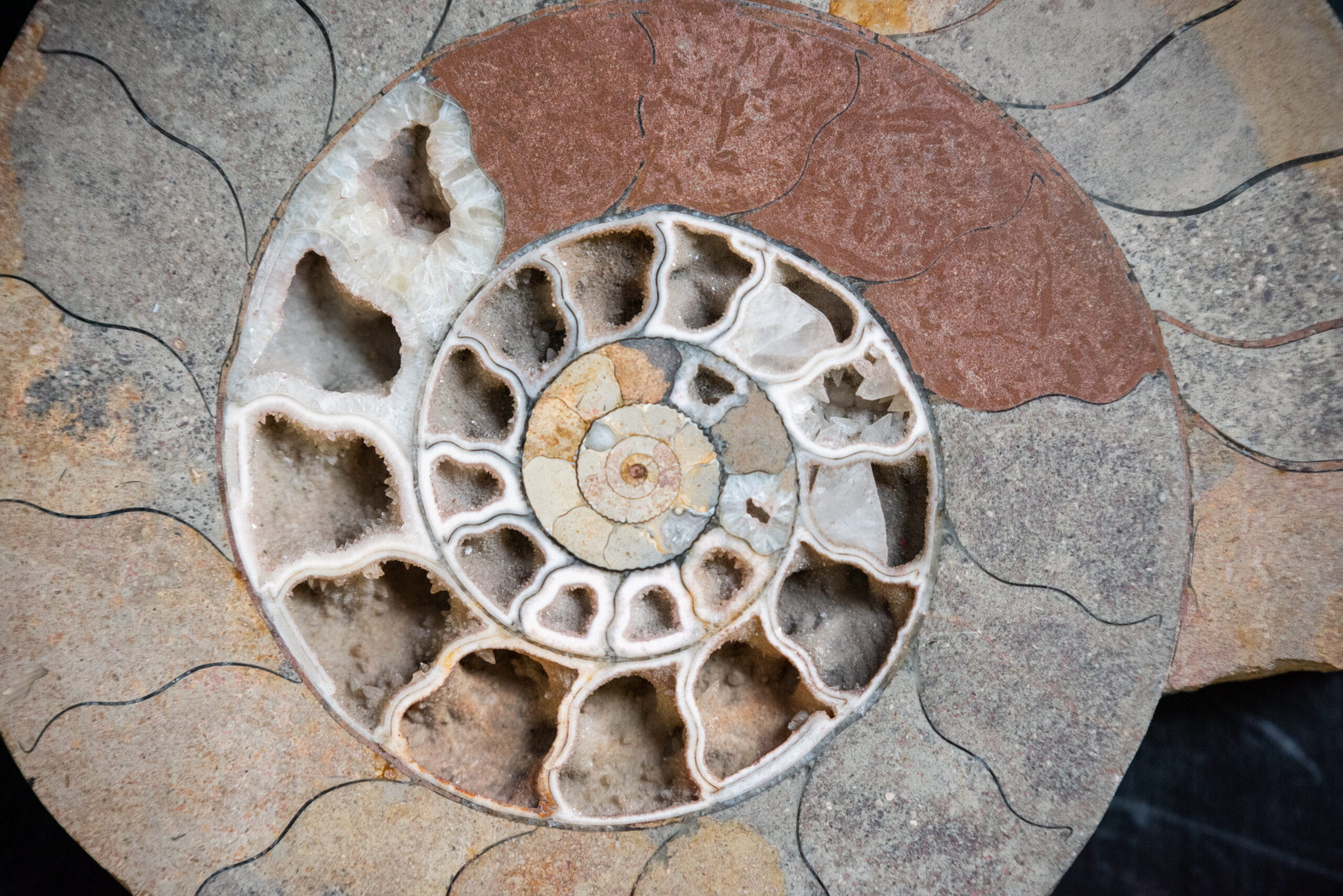 A close up view of a fossil