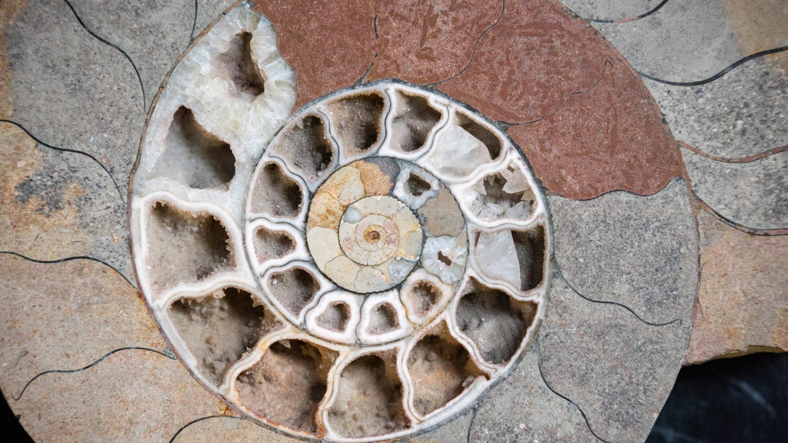 A close up view of a fossil