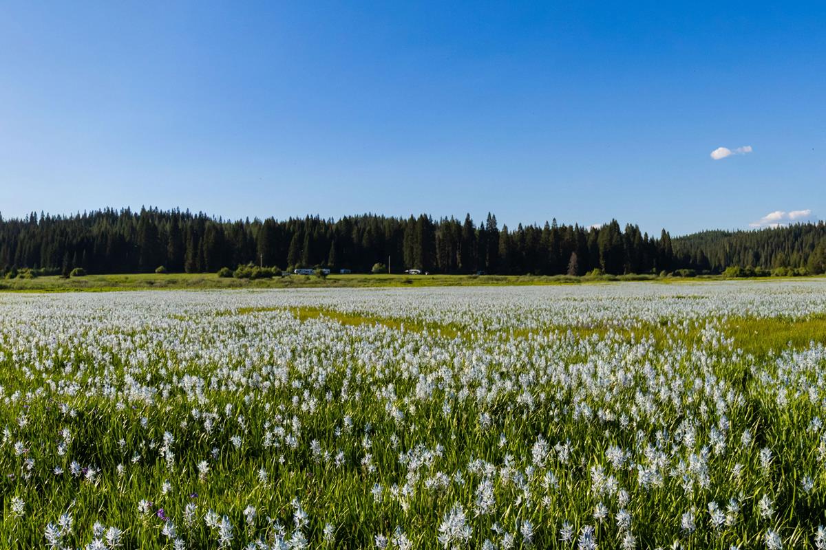 A vast field with flowers in the foreground and trees in the background of the Weippe Prairie.