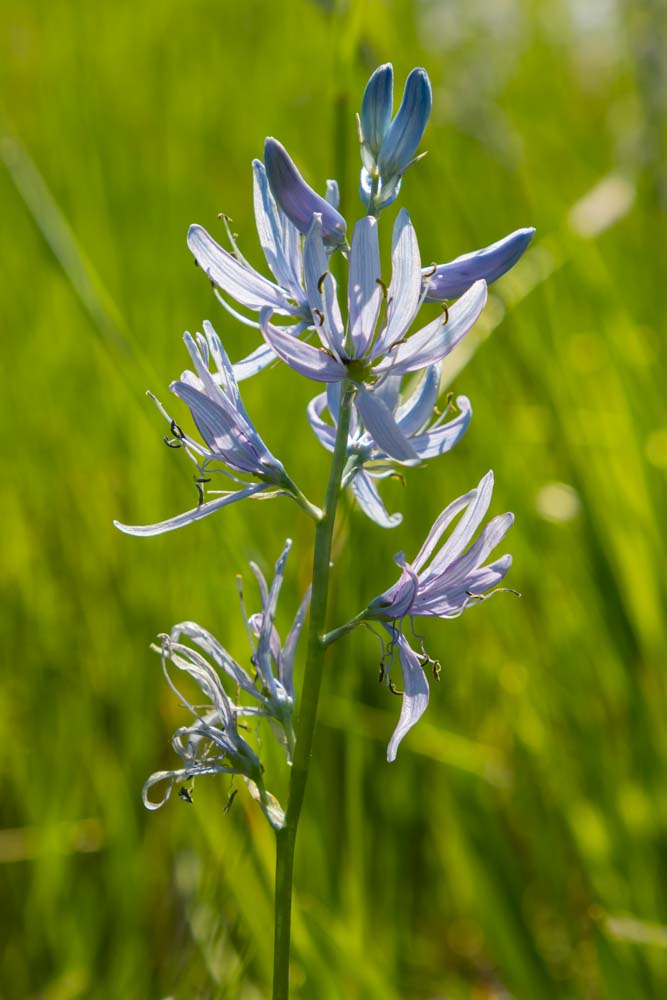 A close-up of a camas flower.