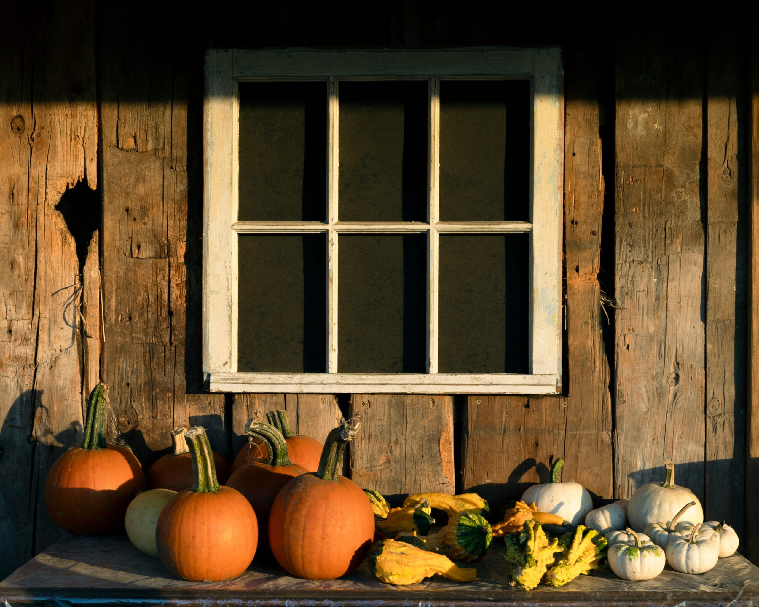 Several orange and white pumpkins sit on a wooden table in front of a wood house.