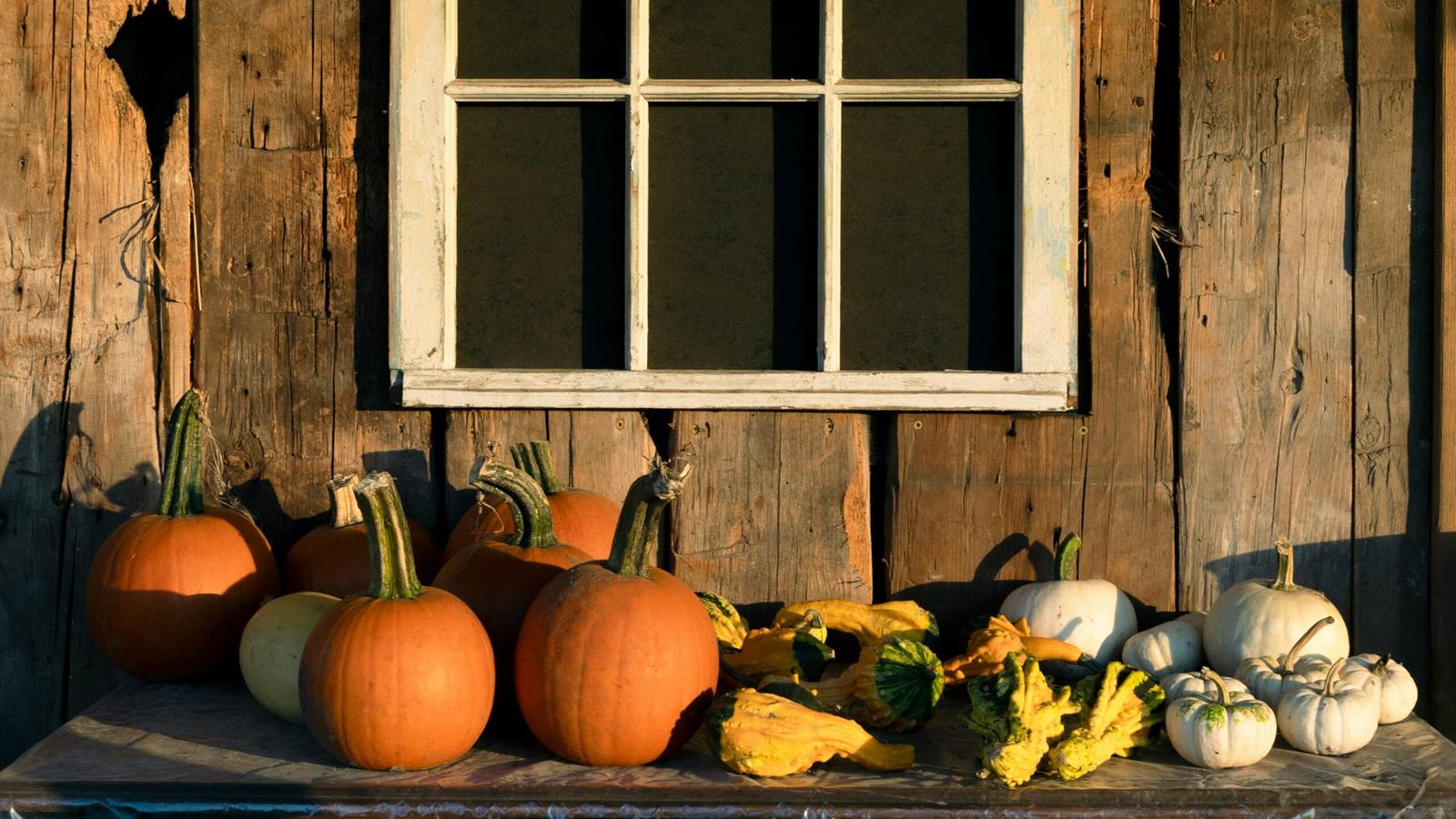 Several orange and white pumpkins sit on a wooden table in front of a wood house.