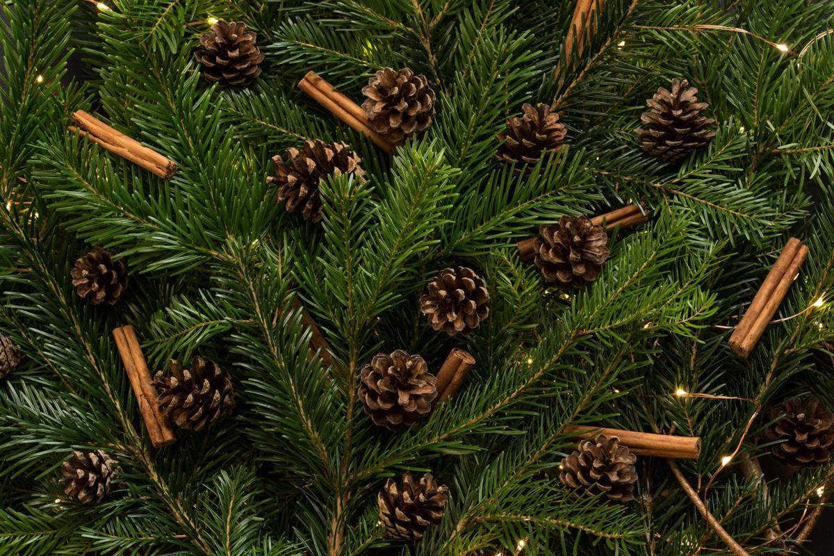 A close up of a pine tree with pinecones and pine needles.
