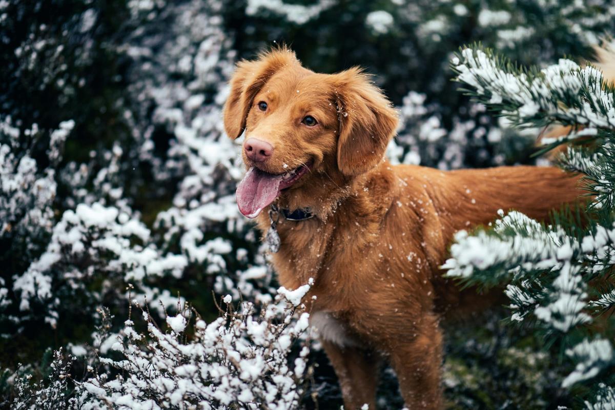 A brown dog in a winter forest.