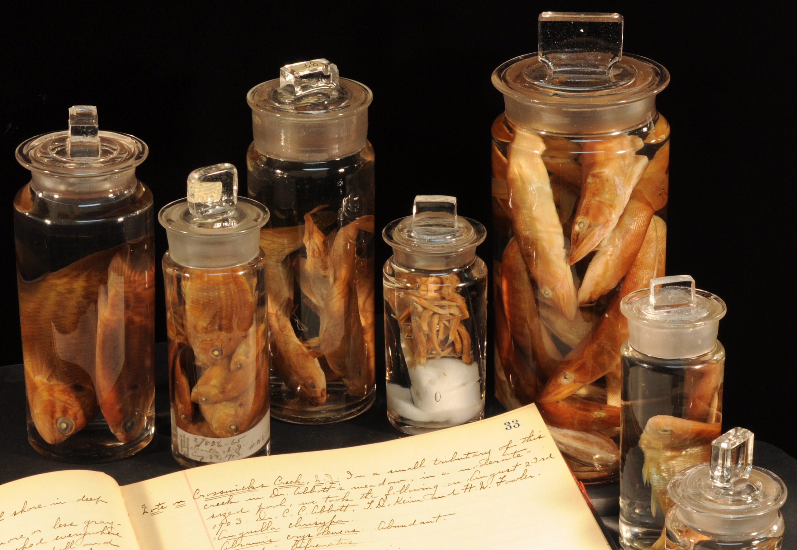 Several fish in six jars next to a notebook.