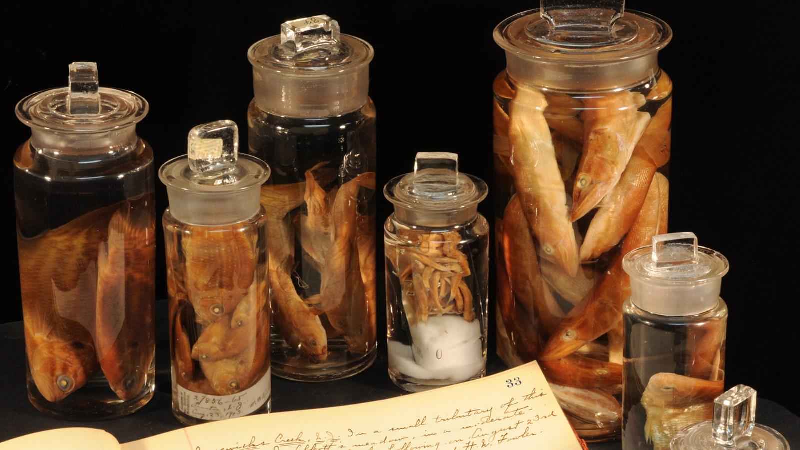 Several fish in six jars next to a notebook.