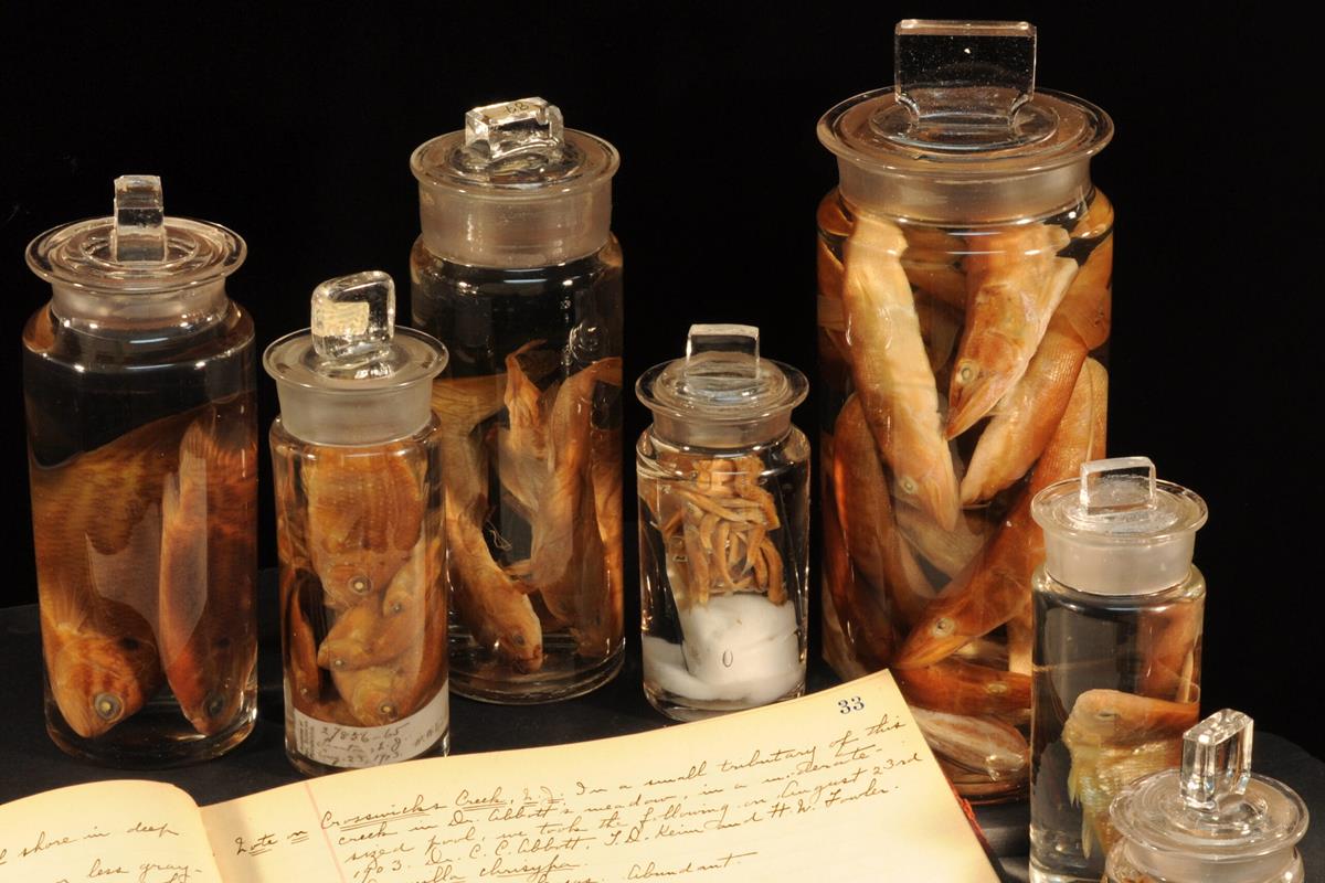 Several fish in six jars next to a notebook.