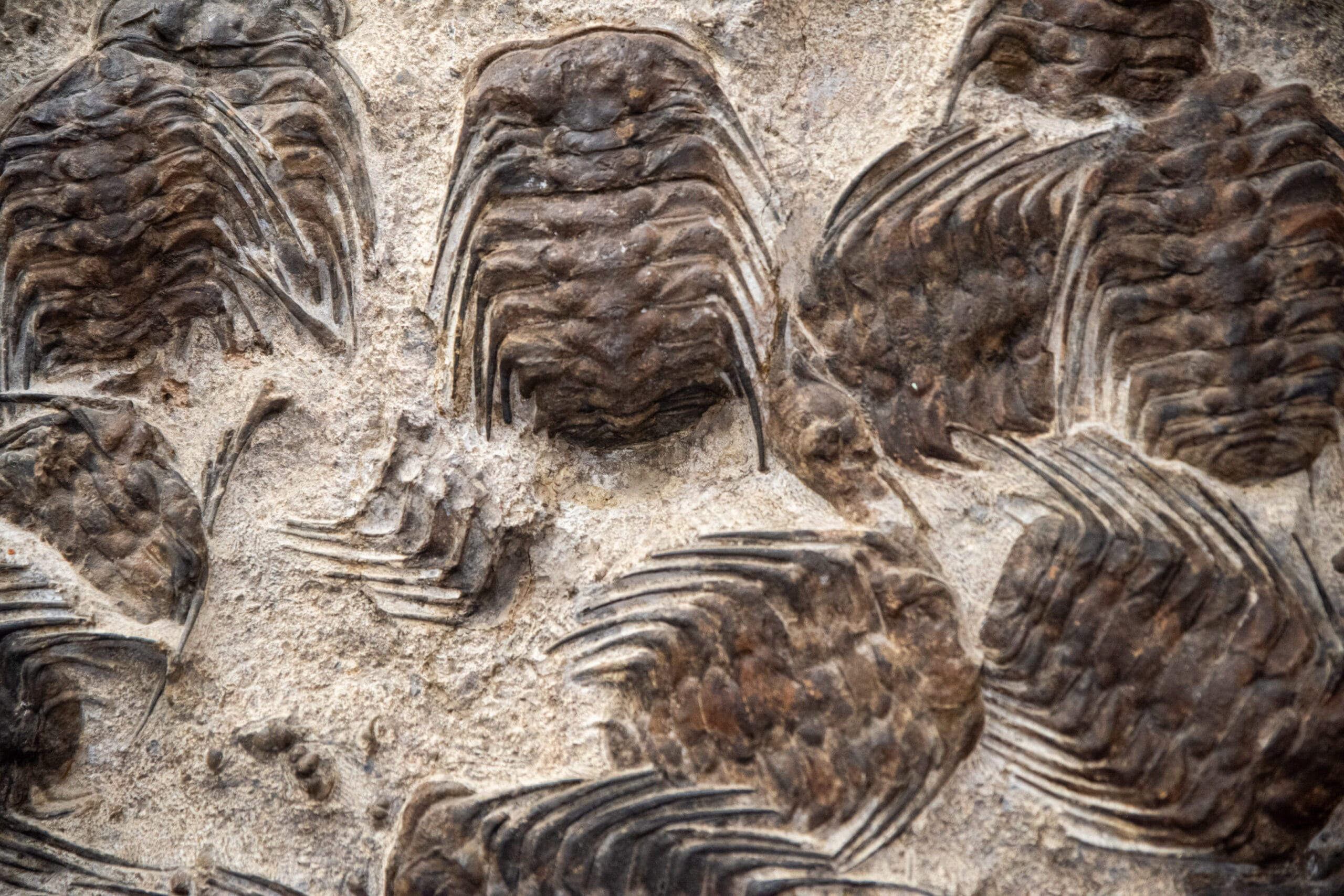 Several invert fossils on a slab.