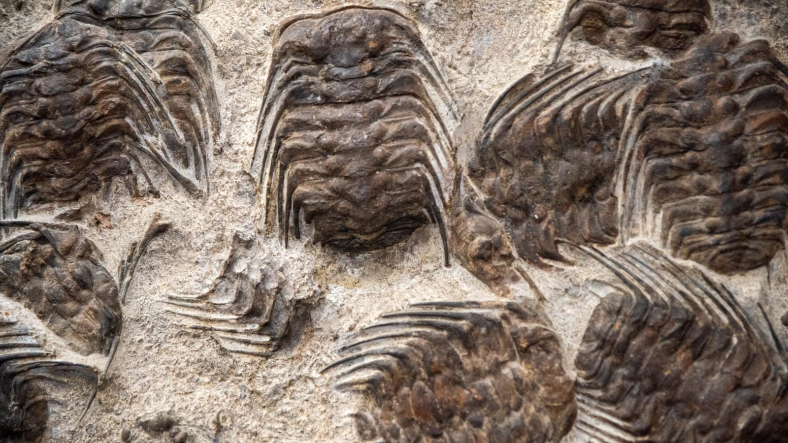 Several invert fossils on a slab.