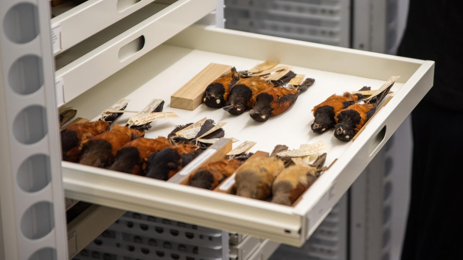 Multiple species of black and orange birds displayed in a drawer case in the Ornithology Collection at the Academy of Natural Sciences. 
