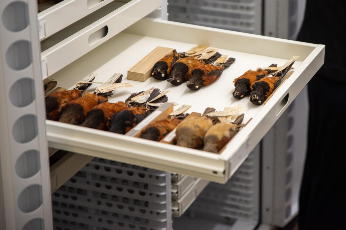 Multiple species of black and orange birds displayed in a drawer case in the Ornithology Collection at the Academy of Natural Sciences. 